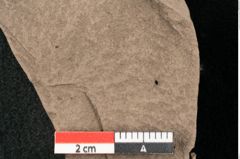 Foto (Detailansicht) von Pseudopinus wilkinsoni Ettingshausen (NHMW-GEO-2024-0188-10347)